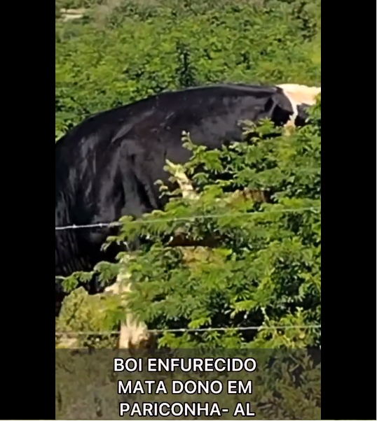 Boi perde a cabeça, ataca e mata dono no Sertão de Alagoas; vídeo