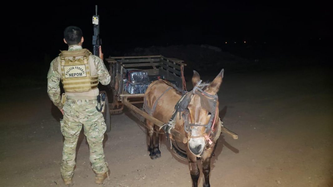 Burro é apreendido por tráfico de drogas após ser flagrado carregando maconha