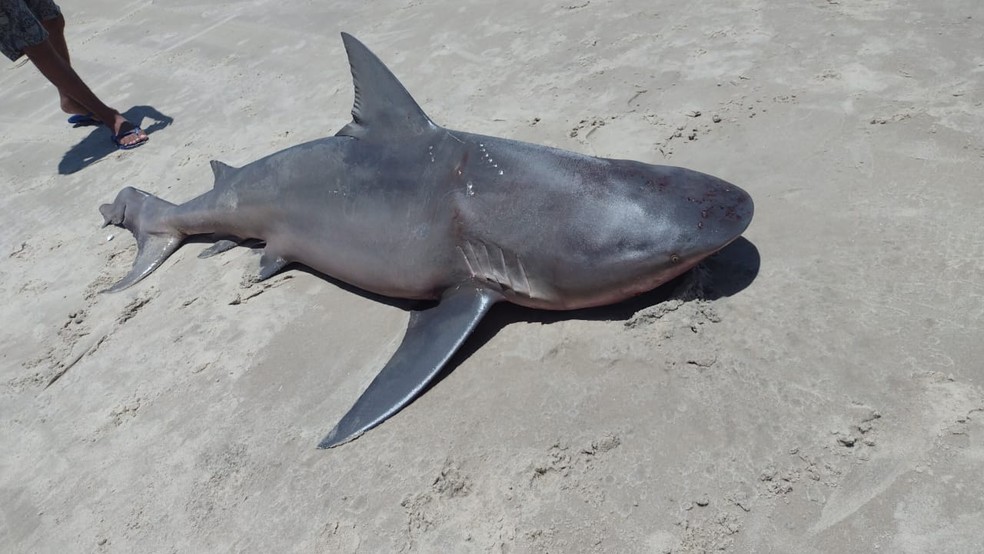 Tubarão é retirado da água, torturado e morto por banhistas no Ceará