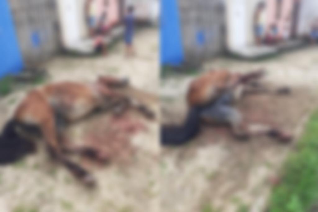 Cavalo é esfaqueado em plena luz do dia em Penedo; animal não resistiu