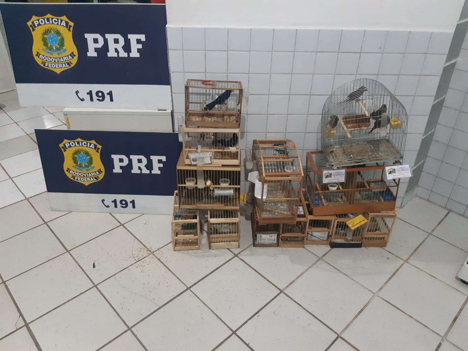 PRF prende homem transportando pássaros silvestres irregularmente em São Miguel