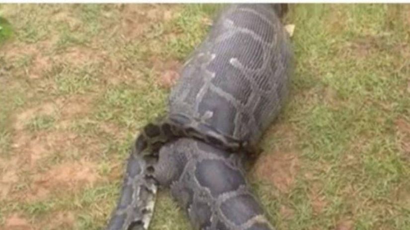 Fazendeira desaparecida é encontrada dentro de cobra píton