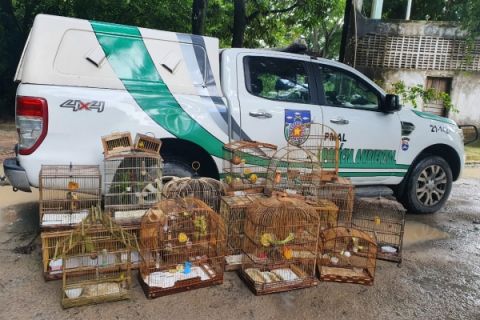 BPA prende traficante de pássaros silvestres em Maceió